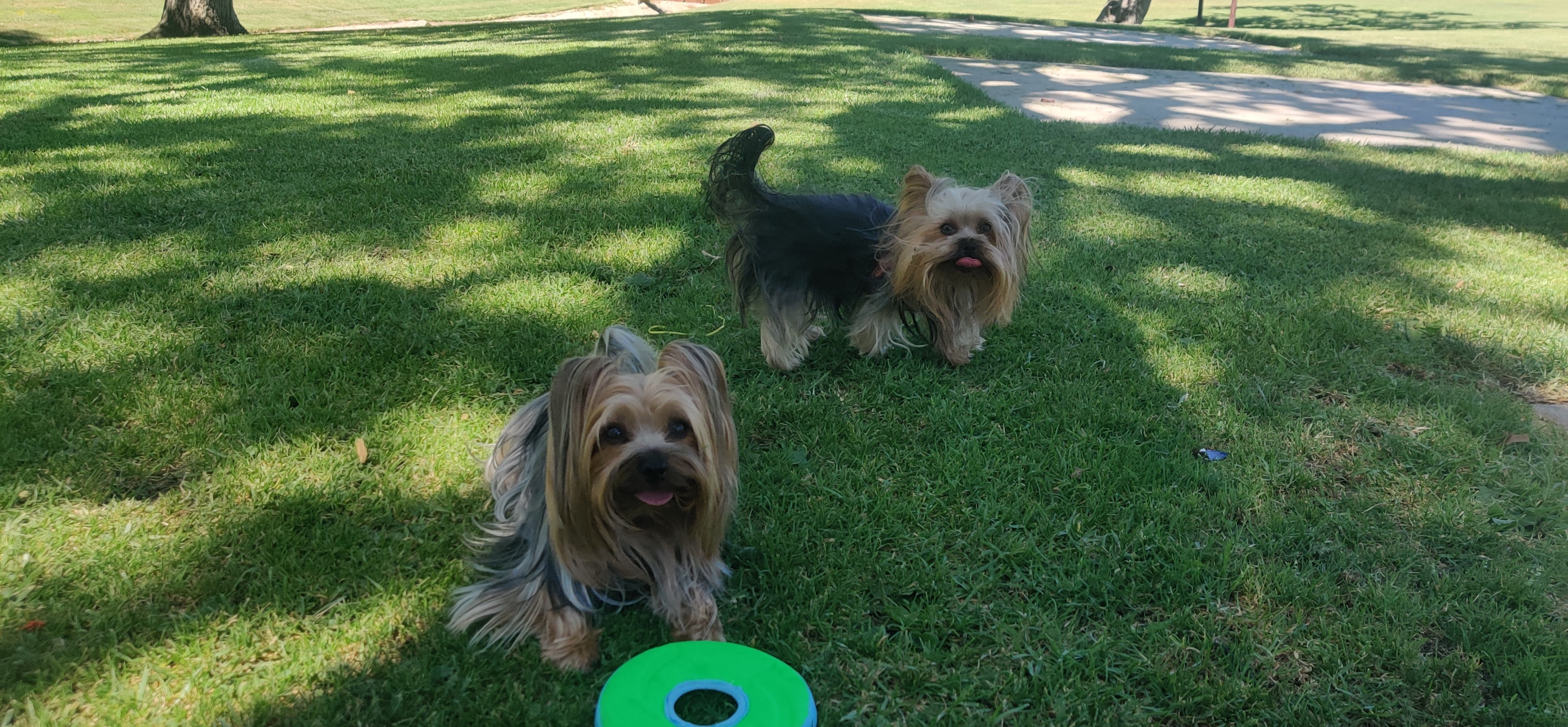 Silky & Junior