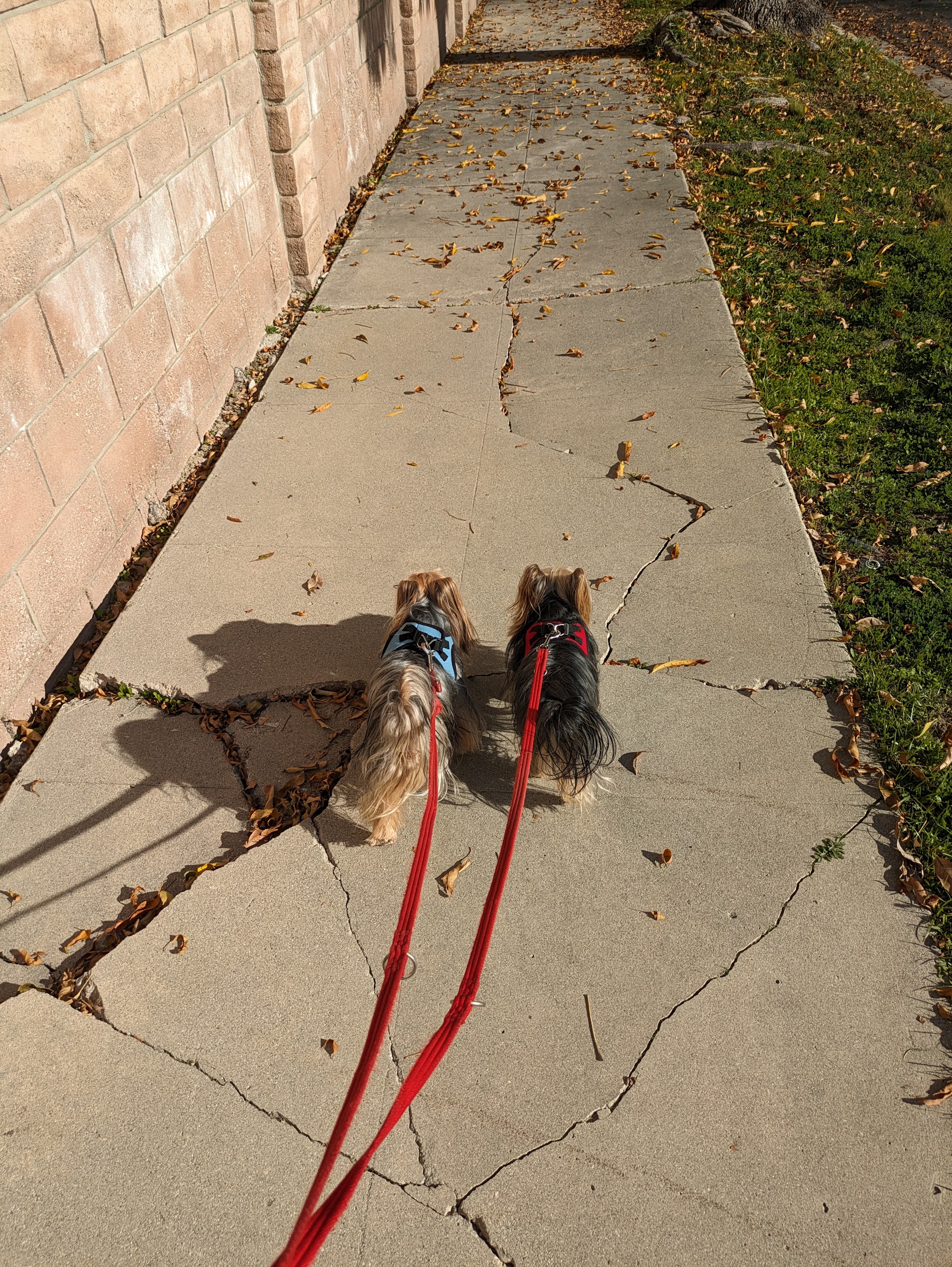 Silky & Junior